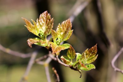 Acer ginnala - javor amurský - květní pupeny (56)